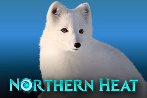 Northern Heat